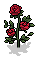 Garden Roses