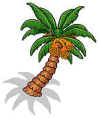 Desert Palm Tree