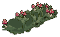 Mushroom Patch