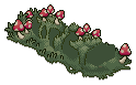 Mushroom Patch