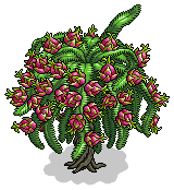 Dragon Fruit Bush