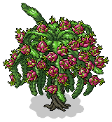 Dragon Fruit Bush