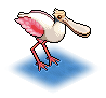 Spoonbill