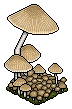 Eco Mushroom 1