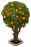 Orange Tree