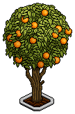 Orange Tree