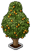 Pear Tree