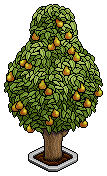 Pear Tree