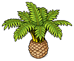 Canary Date Palm