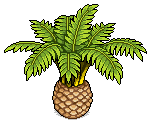 Canary Date Palm