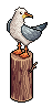 Greedy Seagull