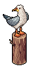 Greedy Seagull
