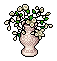 White Peruvian Lilies