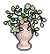 White Peruvian Lilies
