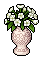 White Amaryllis