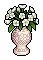 White Amaryllis