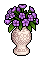 Purple Amaryllis