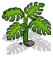 Cheese Plant