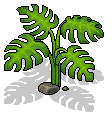 Cheese Plant