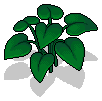 Devil’s Ivy