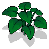 Devil’s Ivy