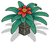 Tropical Poinsettia