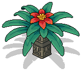 Tropical Poinsettia