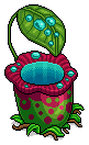 Pitcher Plant