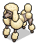 Cute Poodle