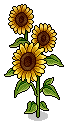 Sunflower Plant