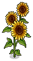 Sunflower Plant