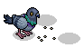 Feeding Pigeons
