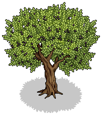 Olive Tree