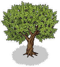 Olive Tree