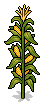Corn Stalks