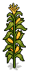 Corn Stalks