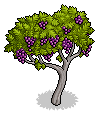 Grape Vines