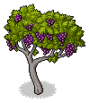 Grape Vines