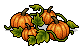 Pumpkin Vines