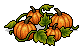 Pumpkin Vines