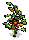 Tomato Plants