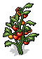 Tomato Plants