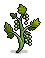 Growing Grape Vines (non-crackable)