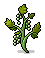 Growing Grape Vines (non-crackable)