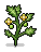 Growing Tomato Plants