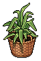 Basket Potted Plant