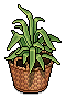 Basket Potted Plant