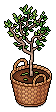 Basket Potted Tree
