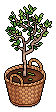 Basket Potted Tree