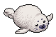 Harp Seal
